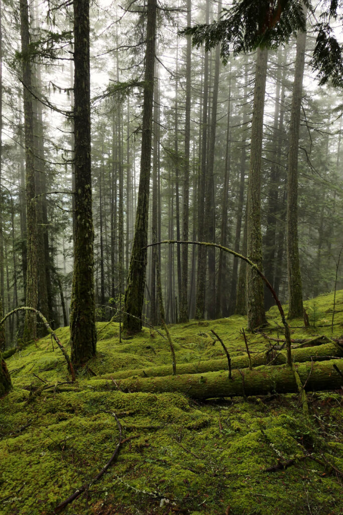 Foggy forest with slender trees and green moss carpet creating a tranquil nature wallpaper