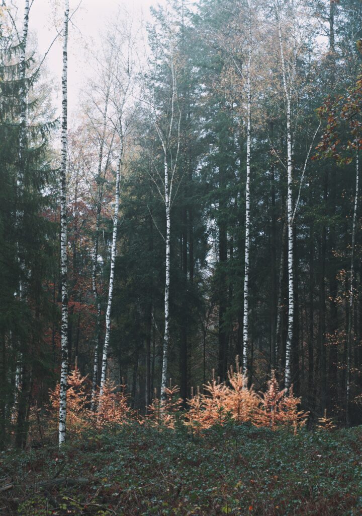 Misty forest with tall trees and soft morning light over orange undergrowth nature wallpaper
