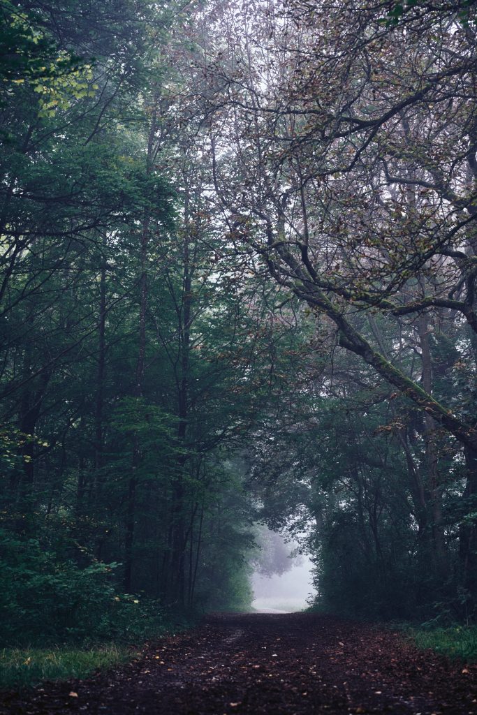 Foggy forest phone wallpaper with winding dirt path dense misty woodland moody green canopy