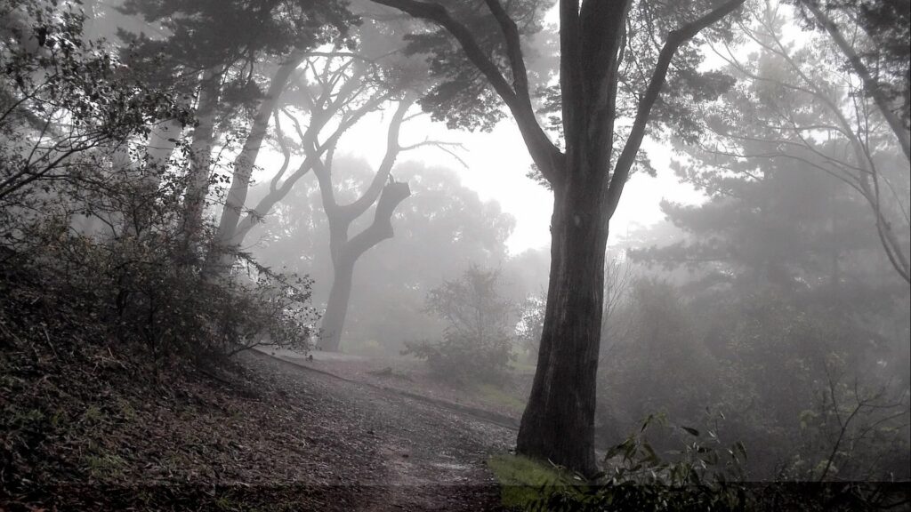 Misty forest with towering foggy trees and narrow descending path in gloomy mysterious woods Wallpaper