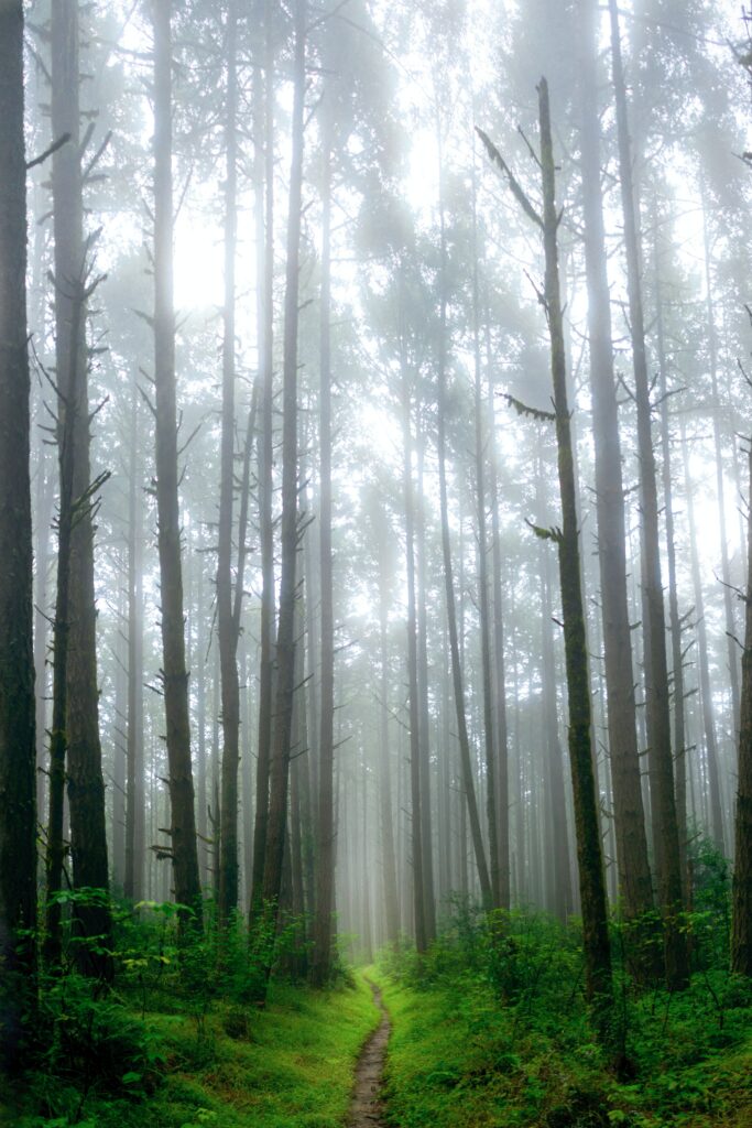 Narrow forest path through green grass under tall trees in misty fog serene woodland scene Wallpaper