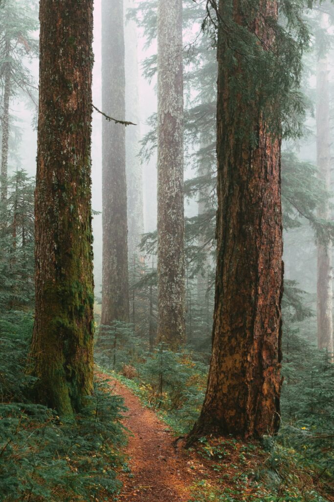 Narrow forest path winding through towering trees foggy serene mossy greenery natural wallpaper background