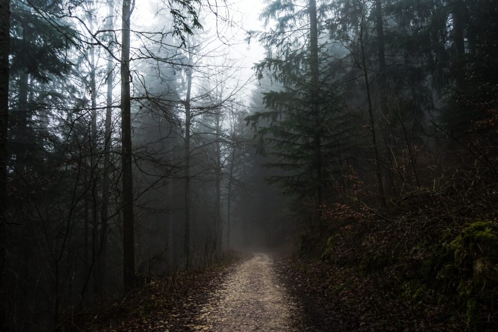 Misty autumn forest path winding through tall foggy trees with muted earthy tones and soft light Wallpaper