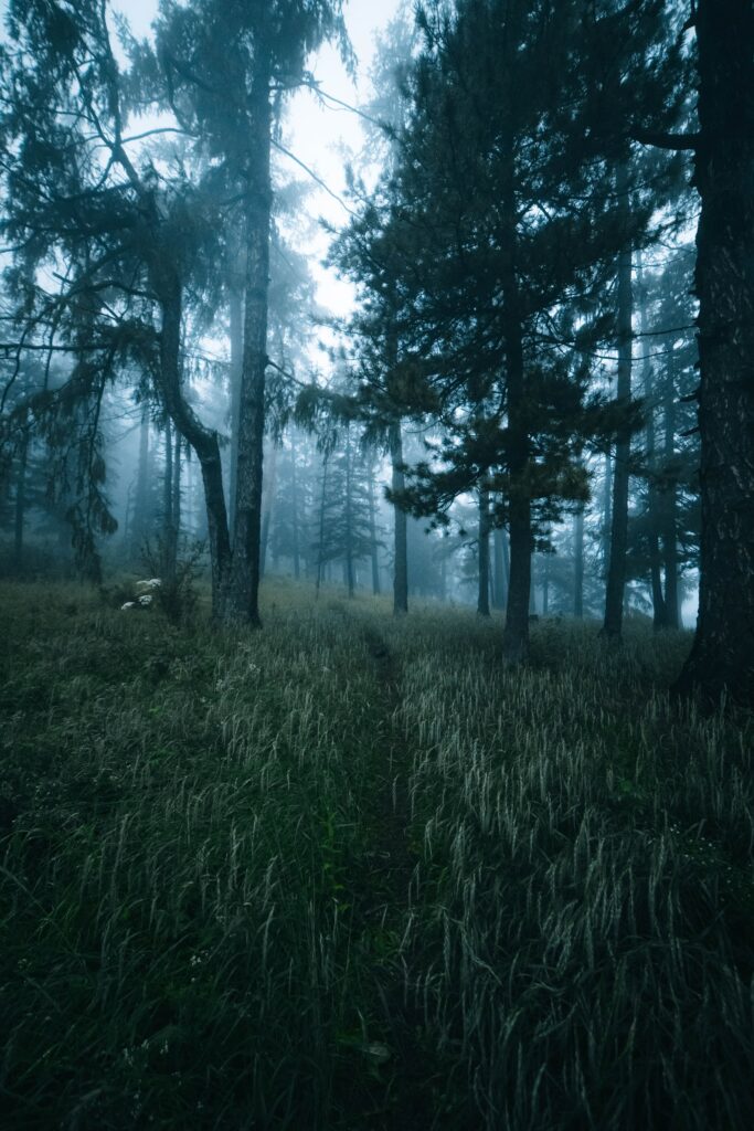 Mist-covered dense forest with towering trees and winding path in blue-green tones wallpaper