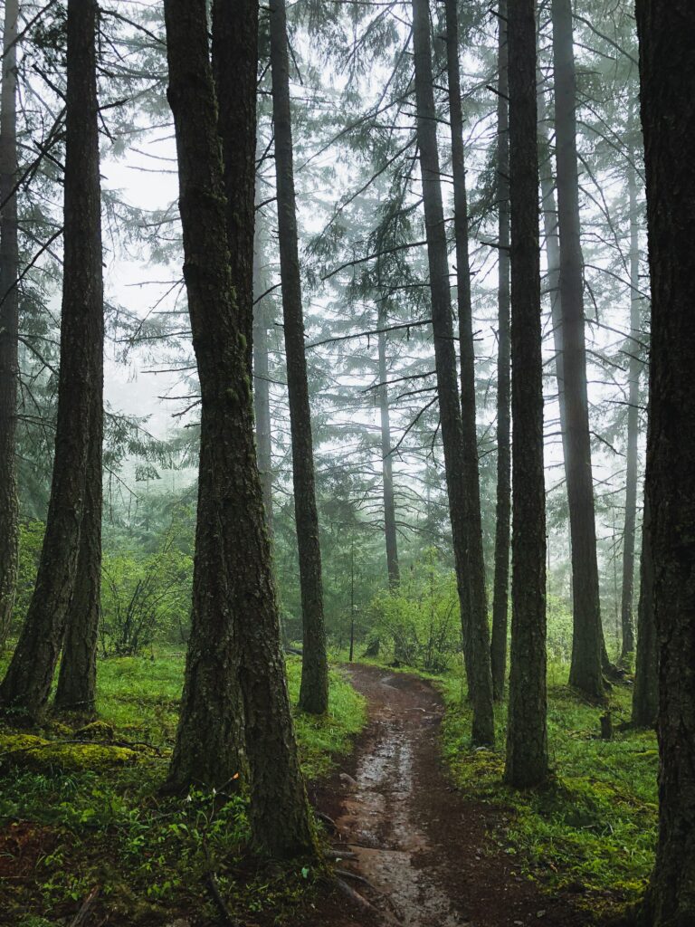 Misty forest path surrounded by tall trees and lush green undergrowth serene nature wallpaper