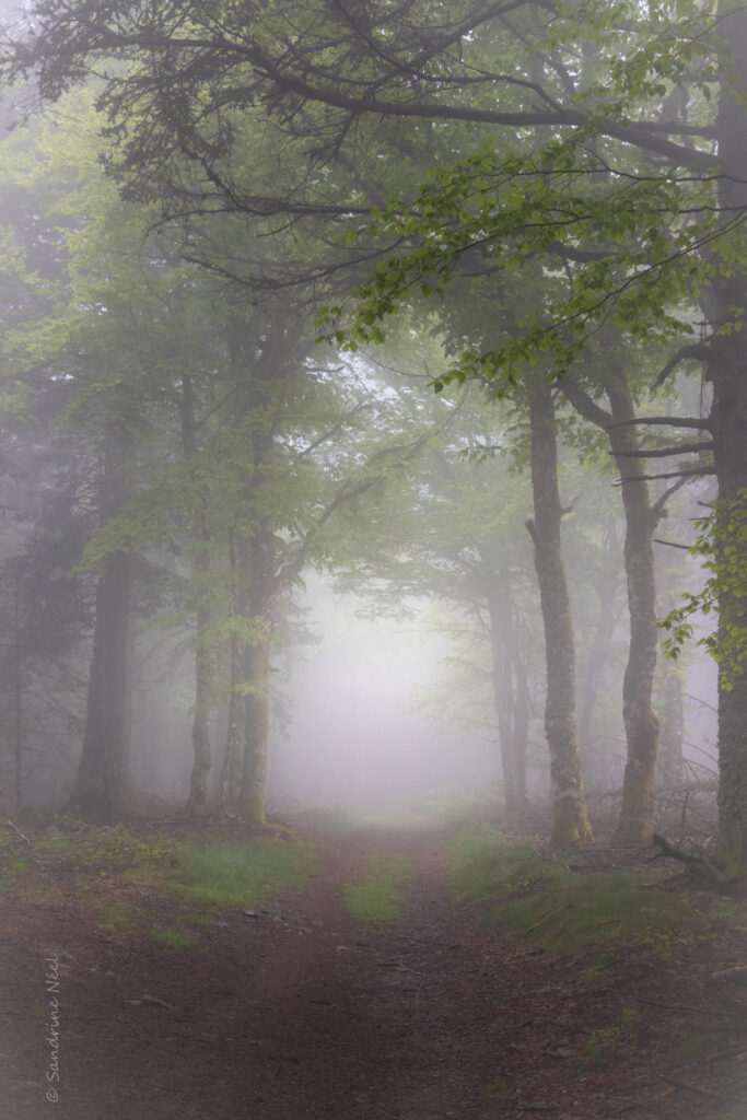 Misty forest path wallpaper with tall trees lush green foliage and peaceful natural foggy atmosphere