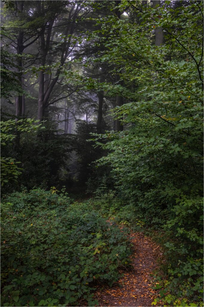 Tranquil forest path through dense green trees with soft misty light creating serene atmosphere Wallpaper