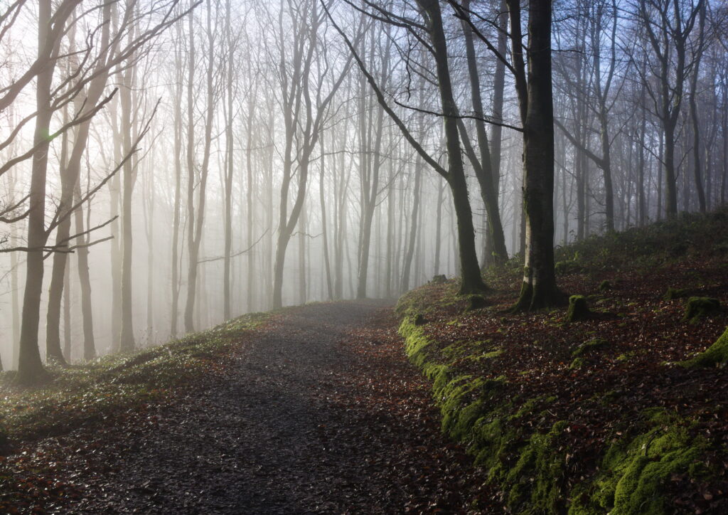 Foggy forest with tall bare trees and winding mossy path in early morning light wallpaper background