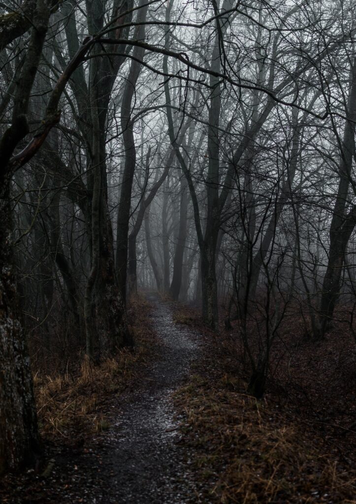 Foggy forest path with bare trees and muted autumn colors creating a moody atmosphere wallpaper
