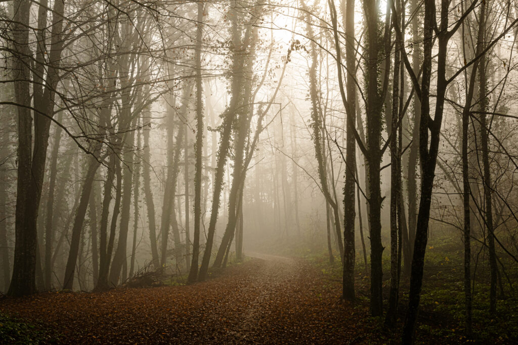 Misty forest with winding leaf-covered path tall slender trees golden light foggy serene background Wallpaper