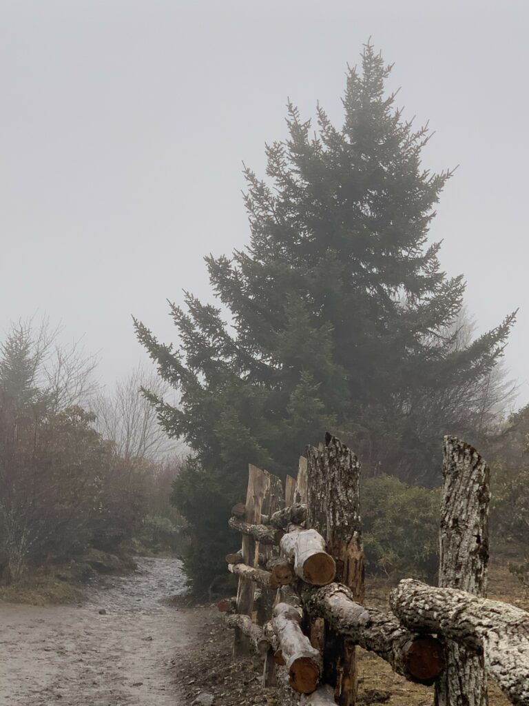 Rustic wooden fence along winding path with tall evergreen tree in misty foggy landscape Wallpaper