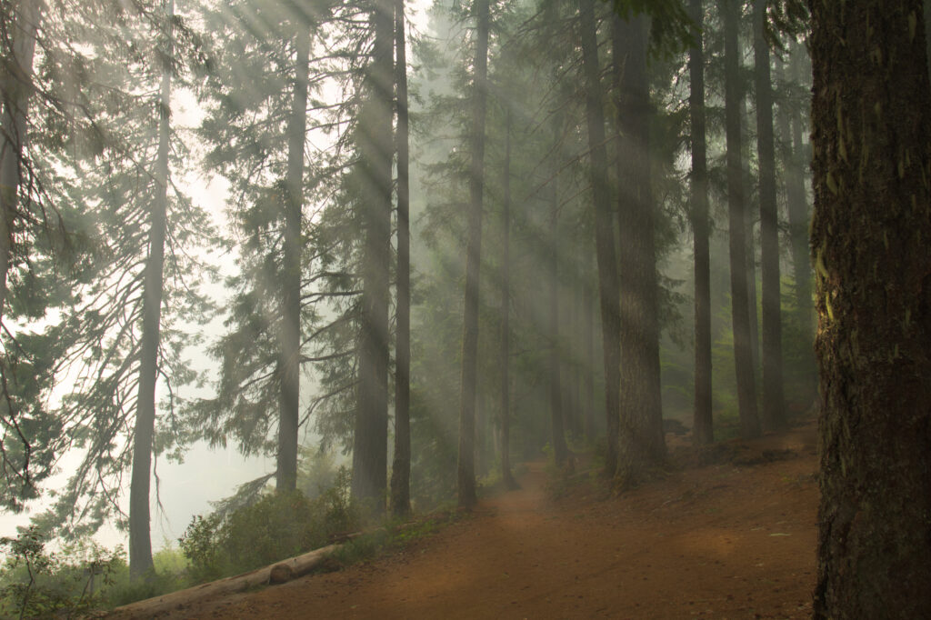 Tranquil forest path with tall trees sunlight fog lush greenery serene natural wallpaper background