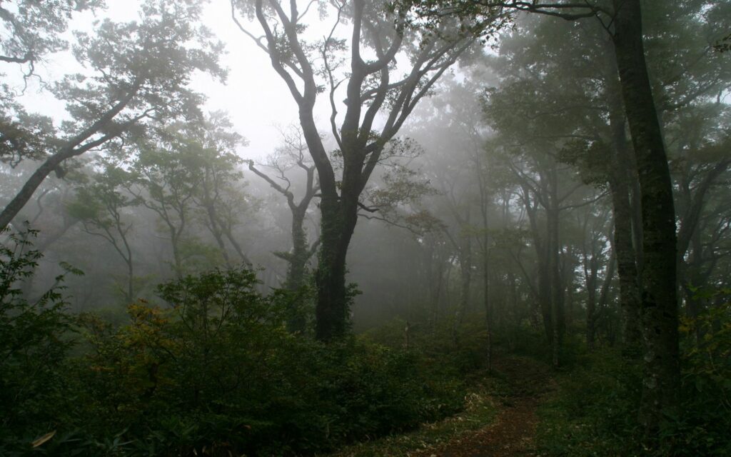 Foggy forest trail winding through dense trees and lush greenery creating a mystical atmosphere Wallpaper