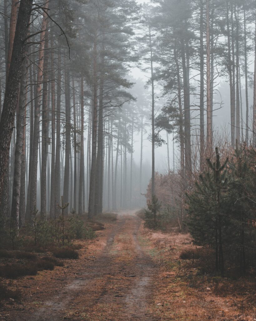 Narrow dirt path through misty dense pine forest with moody tranquil nature landscape wallpaper