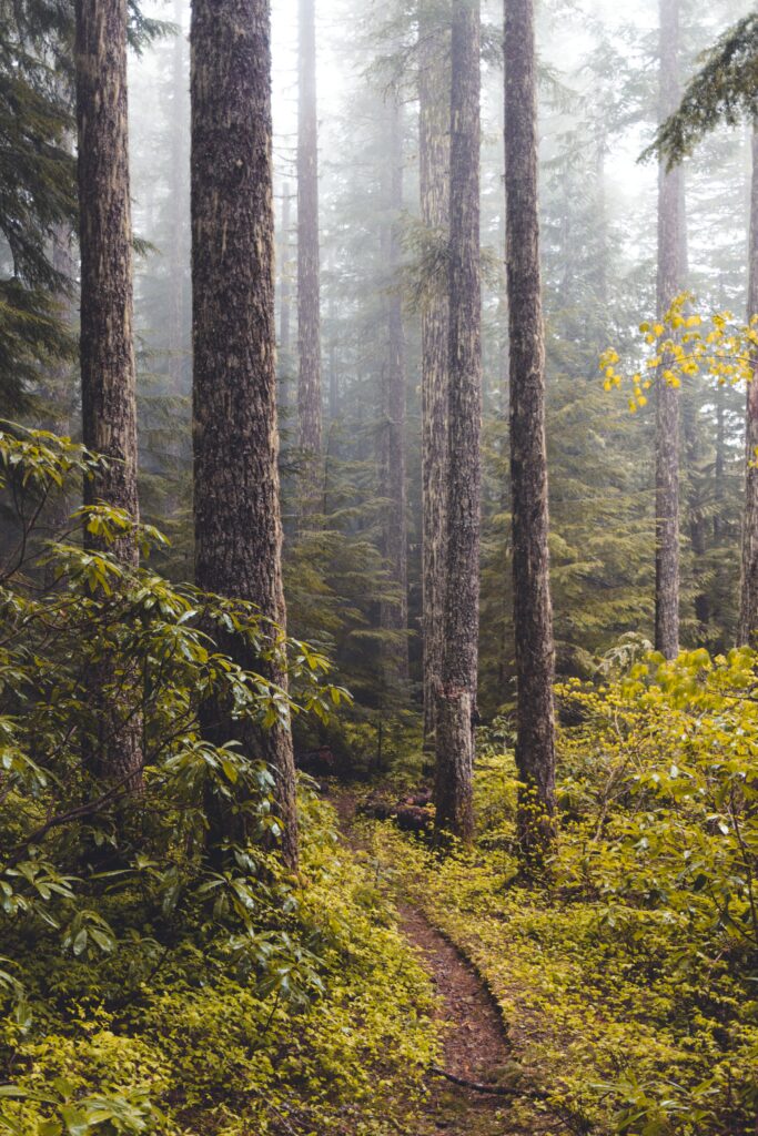 Serene forest wallpaper with towering trees winding path misty fog and soft natural light greenery