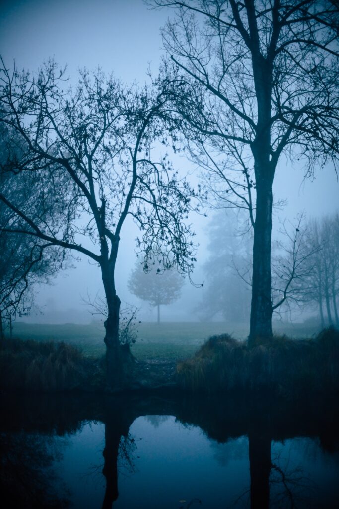 Misty forest with tall leafless trees reflected in pond serene foggy nature wallpaper background
