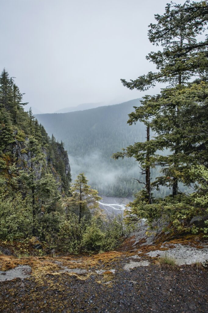 Serene forest wallpaper with tall evergreens and misty river winding through lush green valley