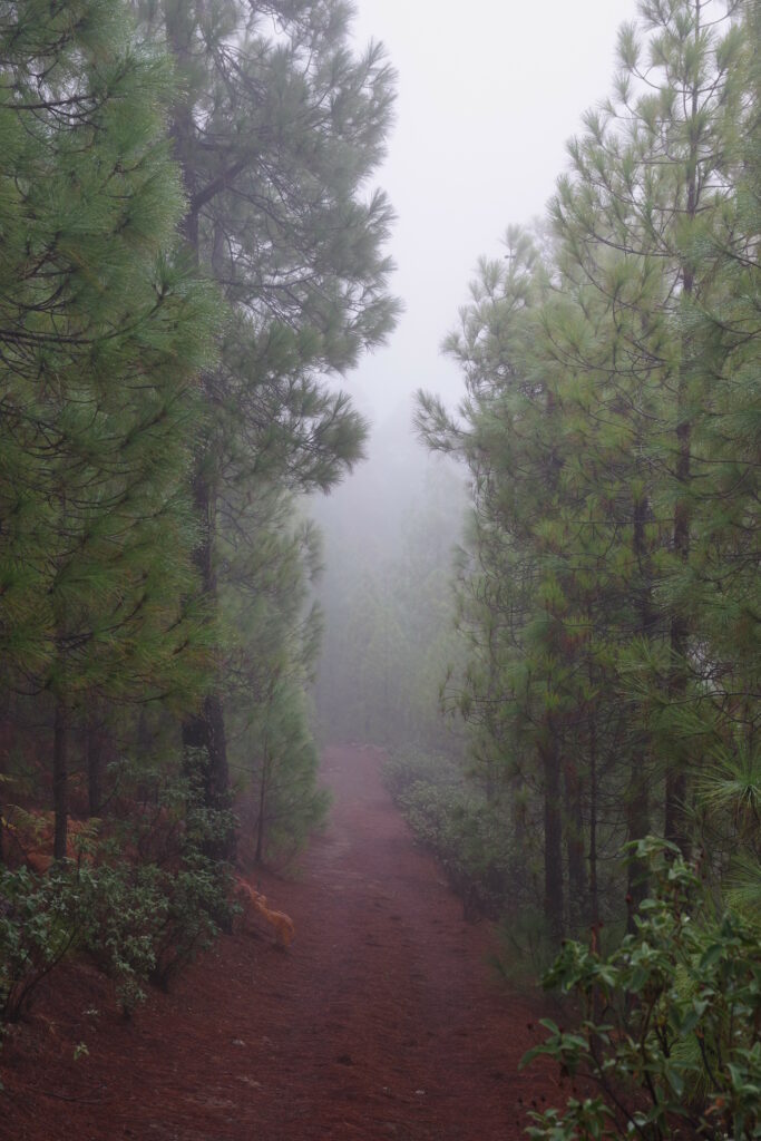 Serene forest road winding through tall pine trees in thick morning fog lush green foliage Wallpaper