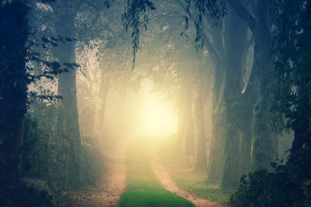 Misty forest road with tall trees and soft sunlight filtering through morning fog serene scene Wallpaper