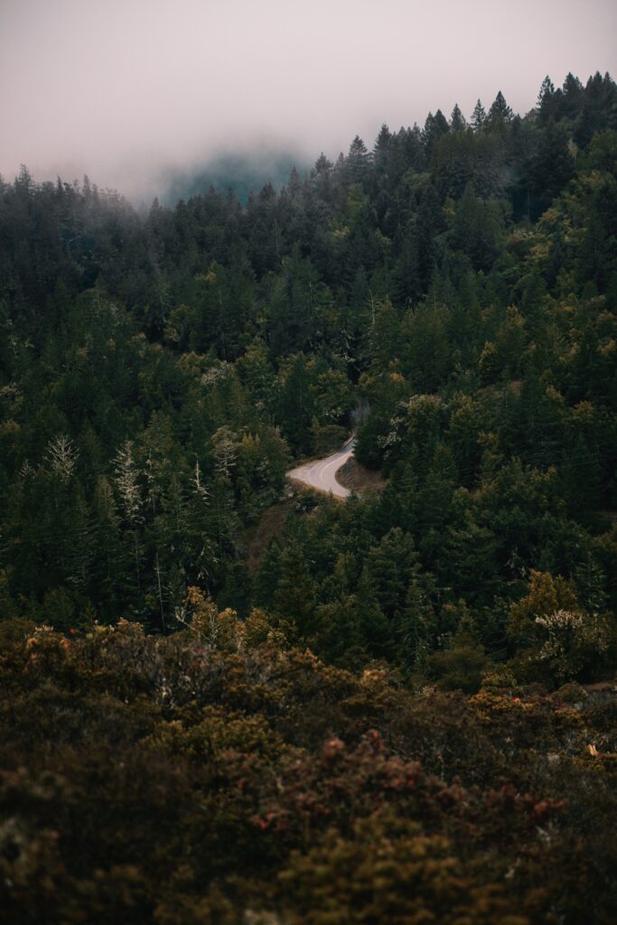 Winding road through dense misty green forest with towering trees and serene foggy landscape Wallpaper