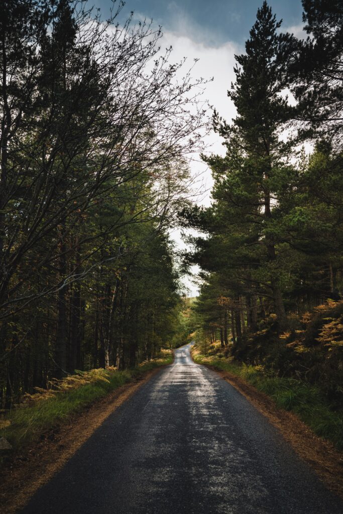 Narrow forest road with tall trees and misty green foliage under a cloudy sky wallpaper background