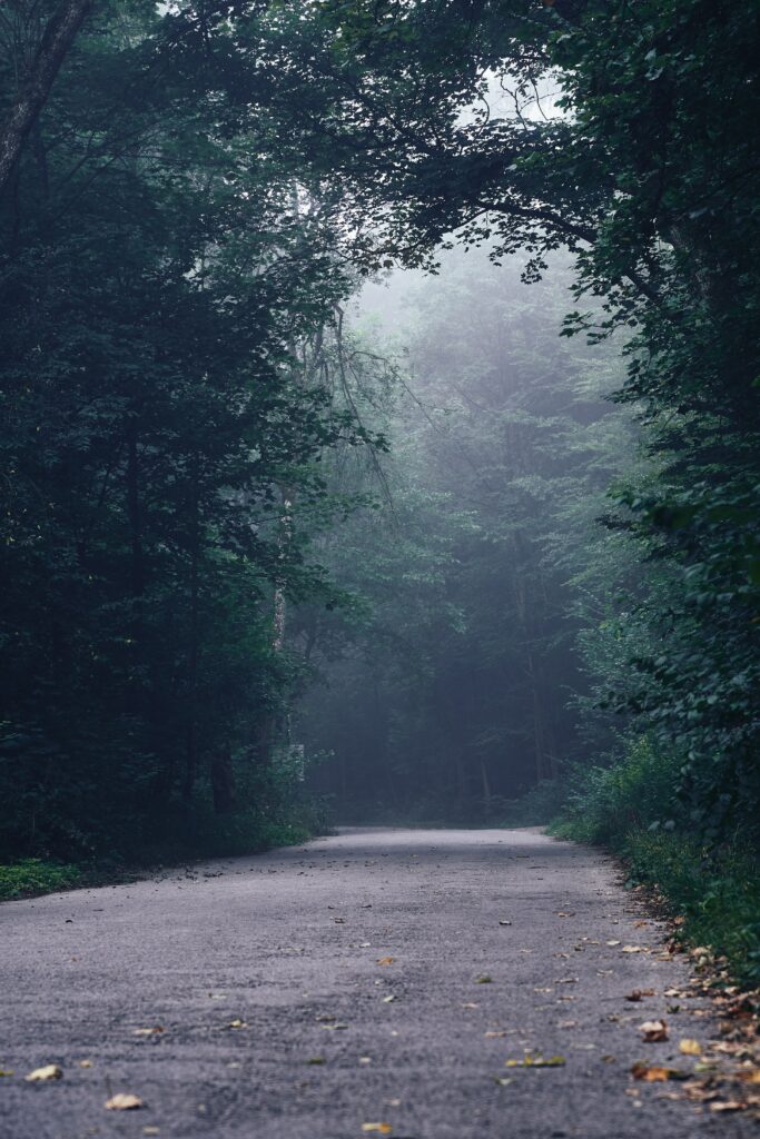 Winding forest road through dense mist with towering trees and lush green canopy background wallpaper
