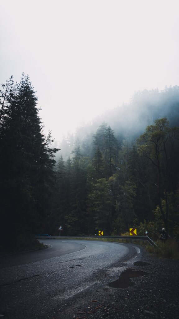 Winding asphalt road through misty pine forest with dense greenery and soft morning fog Wallpaper
