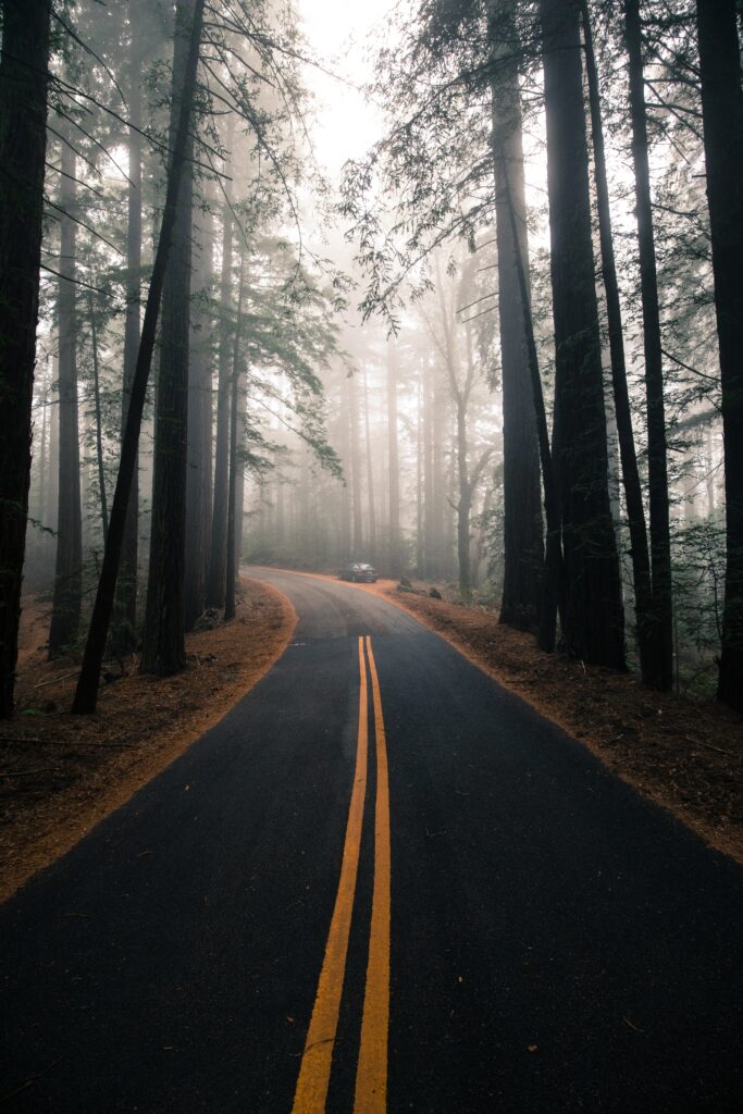 Winding road with yellow lines through misty dense forest tall trees tranquil woodland scene Wallpaper