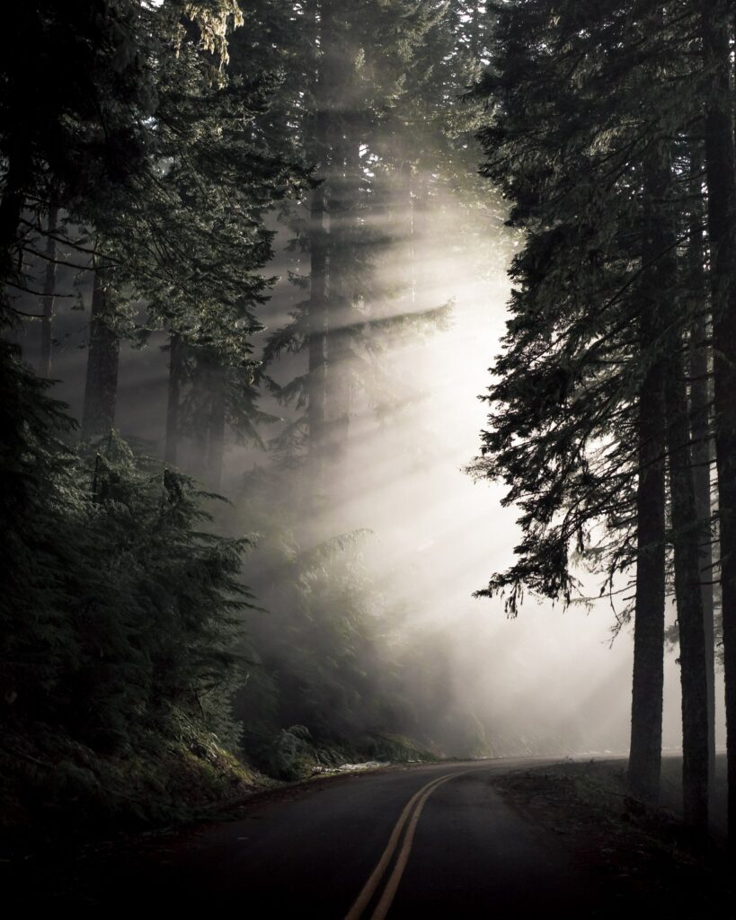Winding foggy forest road with tall trees and sunlight rays creating serene nature scene Wallpaper