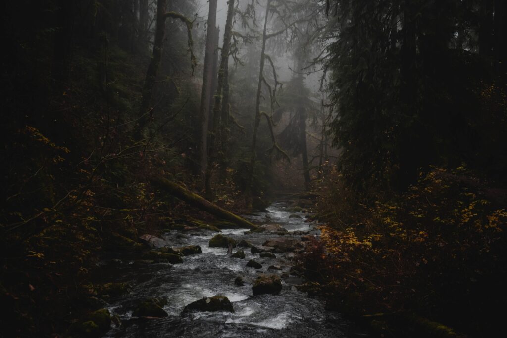 Serene foggy forest stream with mossy trees and rich foliage in tranquil natural landscape wallpaper