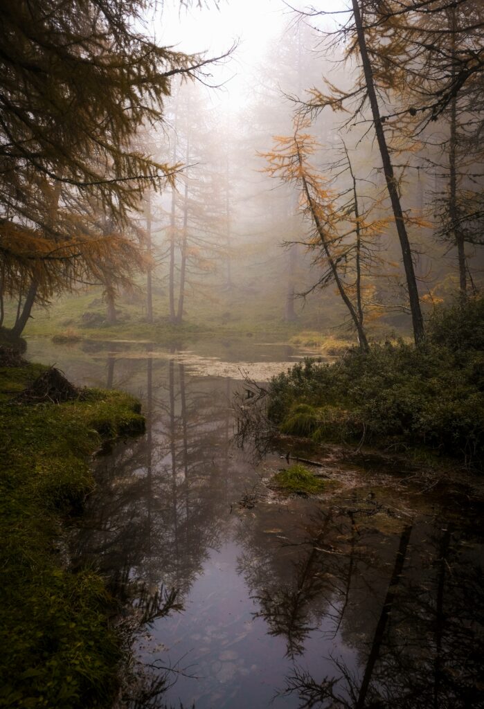 Misty forest with tall trees and calm swamp reflecting lush greenery in peaceful nature scene Wallpaper