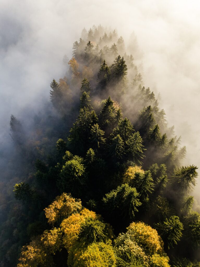 Aerial view of dense forest treetops in fog with green and golden hues seasonal transition wallpaper