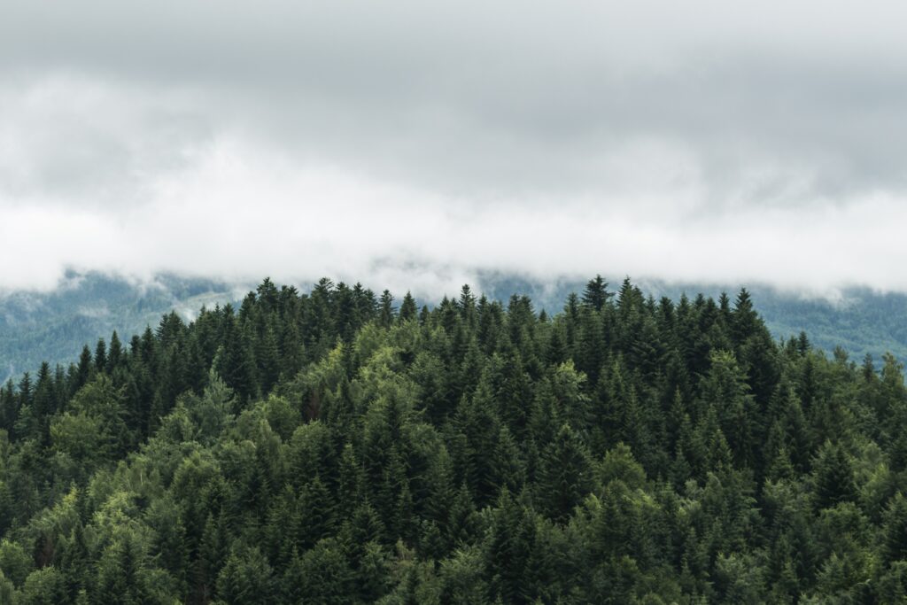 Serene forest wallpaper with green treetops emerging through fog and soft natural light