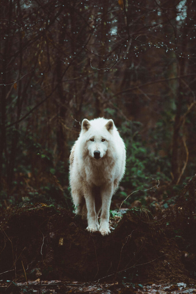 Misty Forest Wolf Wallpaper: Mysterious Wilderness Background