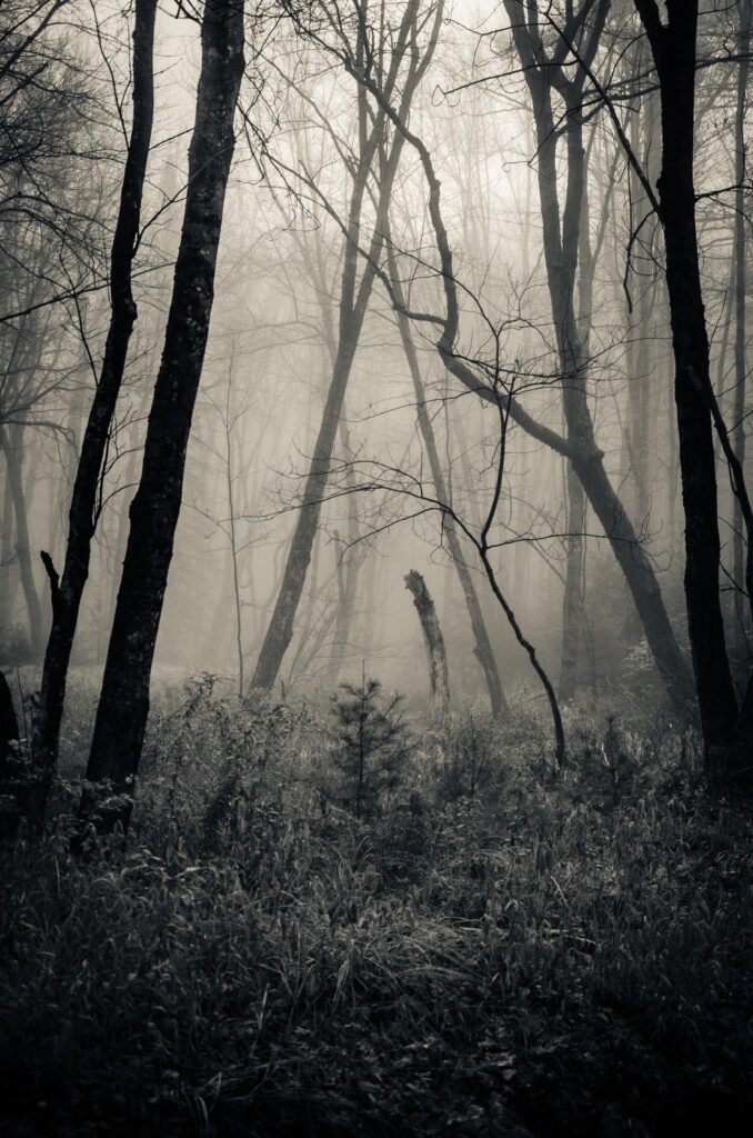 Monochrome Misty Forest Wallpaper: Ethereal Atmosphere Background