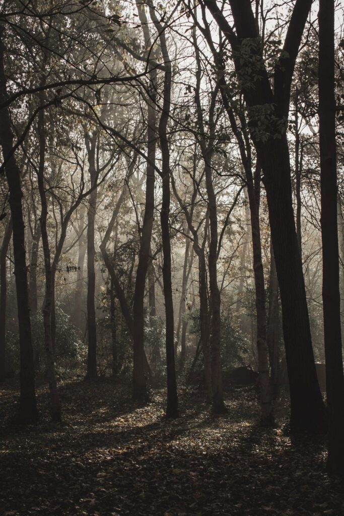 Foggy forest wallpaper with tall bare trees sunlight rays and moody earthy tones background