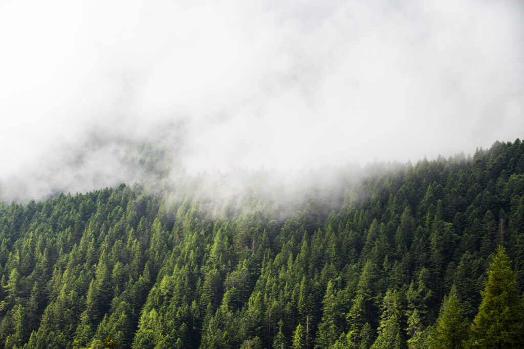 Serene forest wallpaper with dense green trees and soft fog creating a tranquil nature scene
