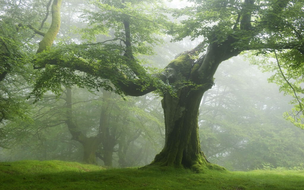 Stunning Green Tree Wallpaper in a Misty Forest Setting