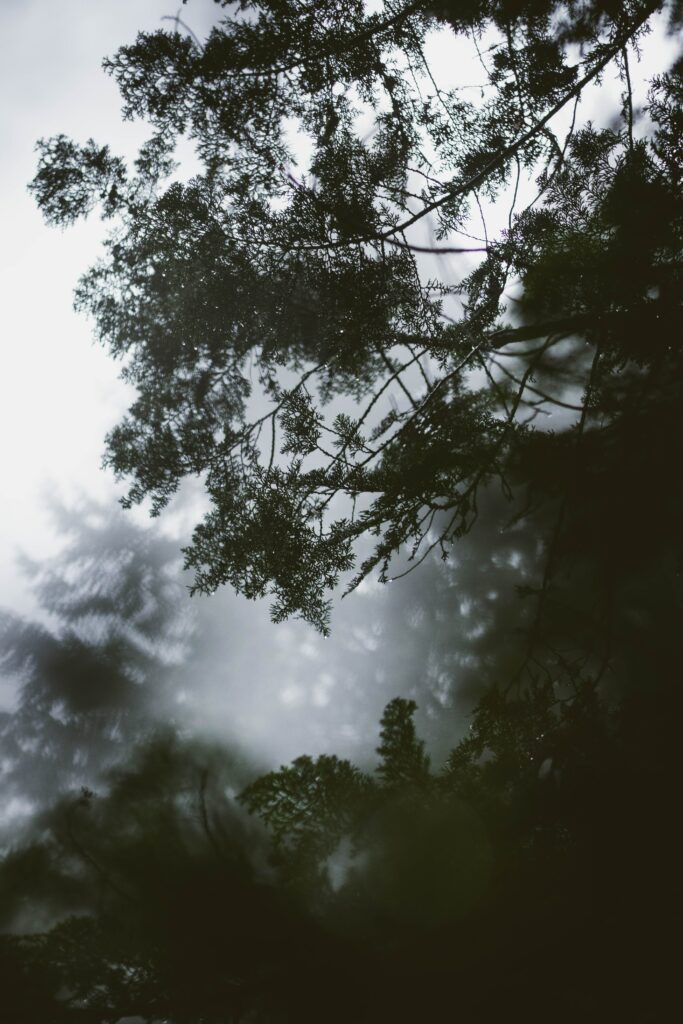 Delicate tree branch with fine leaves in misty fog forest creating tranquil moody atmosphere Wallpaper