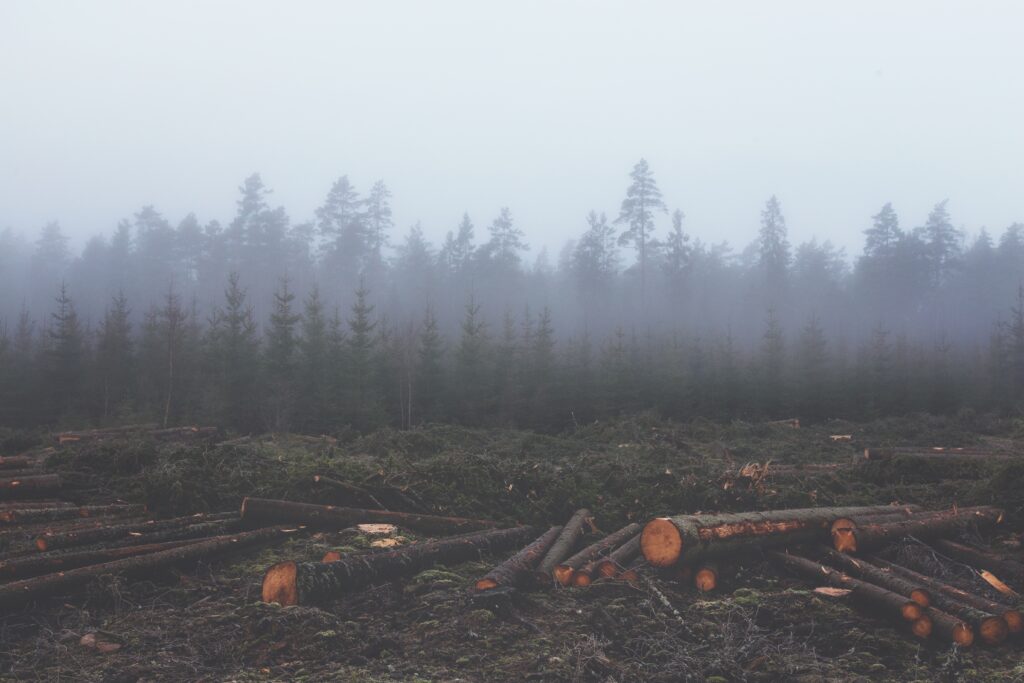 Misty forest wallpaper with fog drifting through tall trees and fallen tree trunks foreground