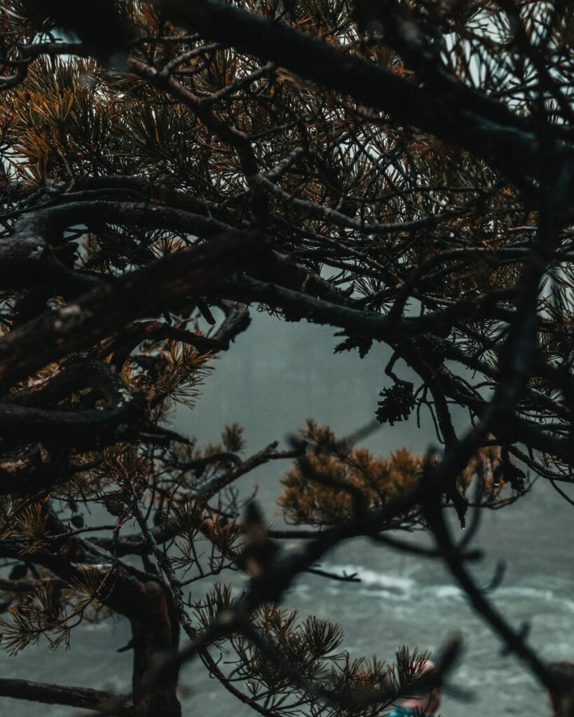 Misty forest wallpaper with intricate pine needles and tree branches in muted earth tones