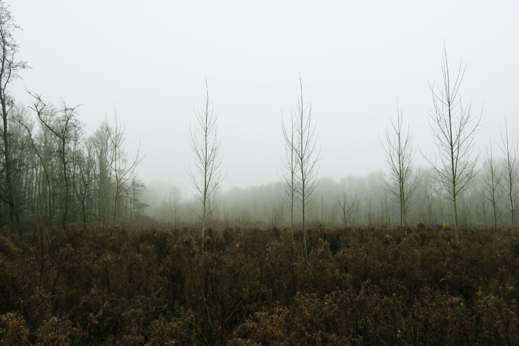 Misty forest with slender leafless trees and earthy brown undergrowth in foggy atmosphere Wallpaper