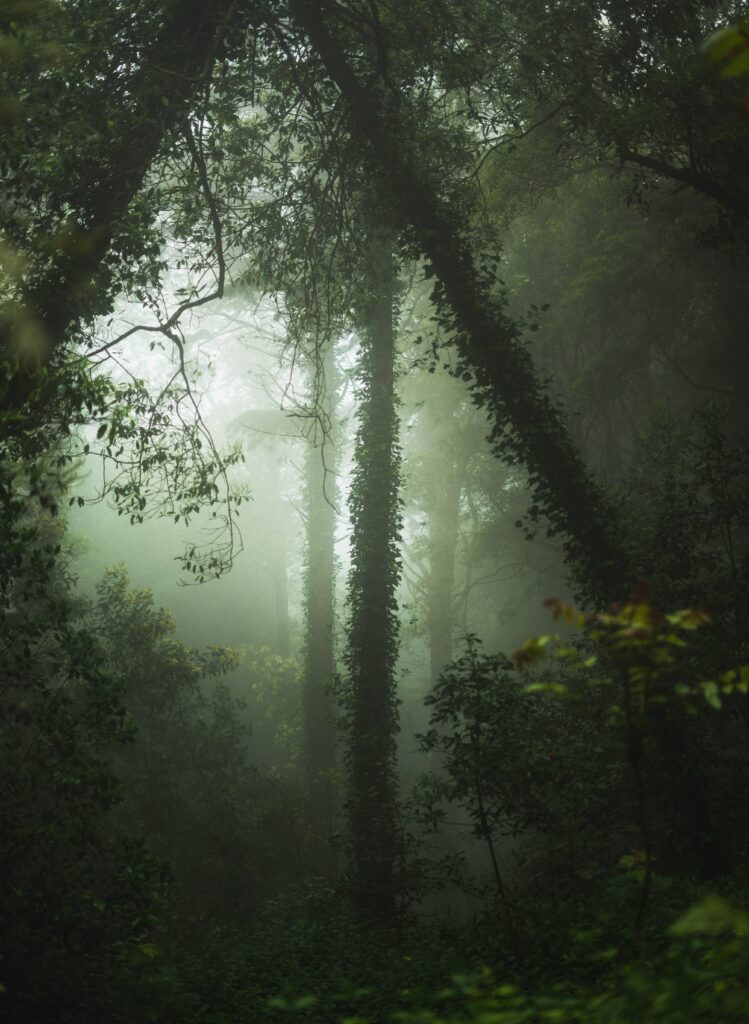 Misty forest wallpaper with towering green trees and soft light creating a serene atmosphere