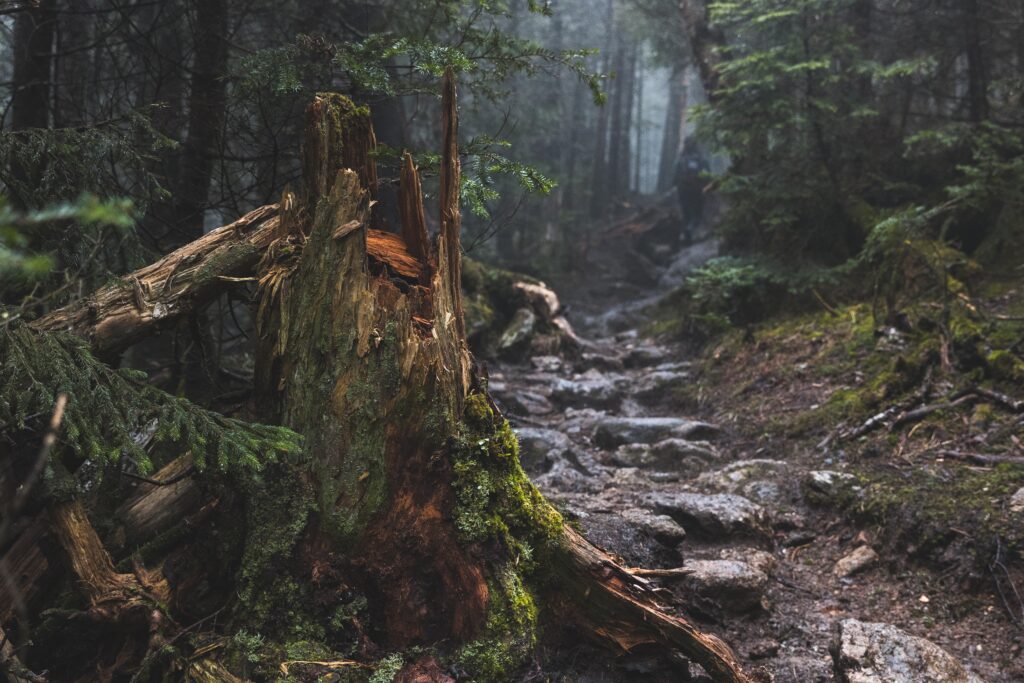 Misty forest wallpaper with mossy broken tree stump rocky path and dense evergreen trees background