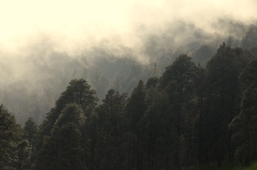Misty forest with tall trees and soft sunlight creating a tranquil ethereal nature landscape Wallpaper
