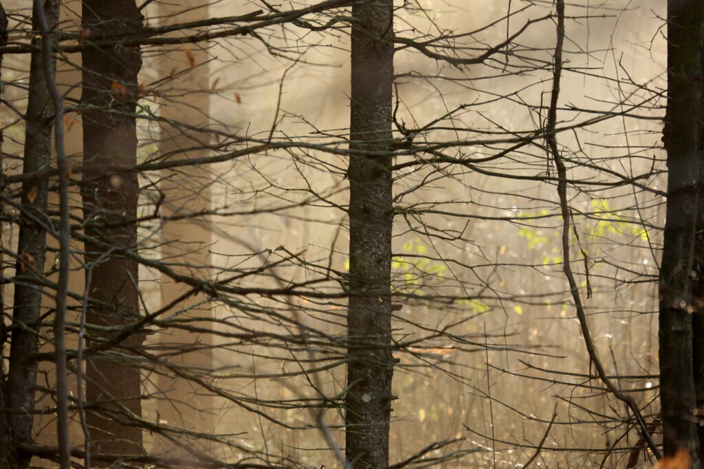 Serene forest wallpaper with tall tree trunks and soft sunlight filtering through misty branches