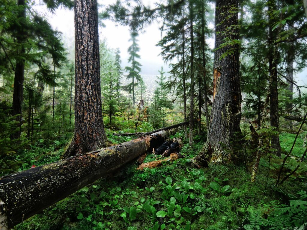 Lush forest wallpaper with towering trees fallen trunks vibrant green foliage and morning mist background