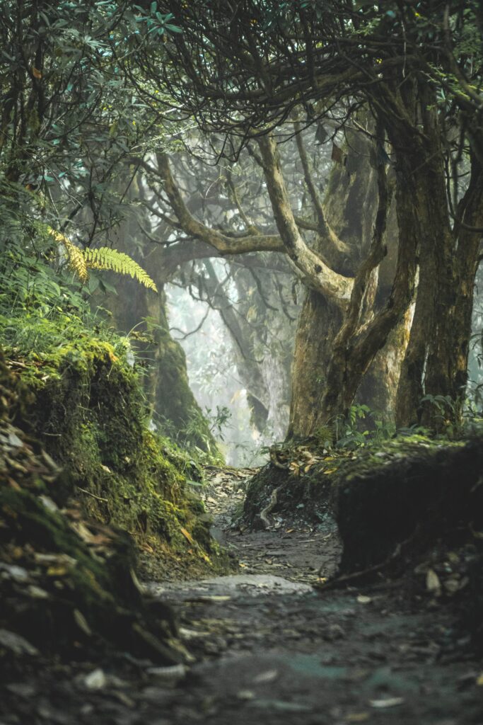 Misty forest wallpaper with winding path dense trees soft light and lush greenery serene nature background