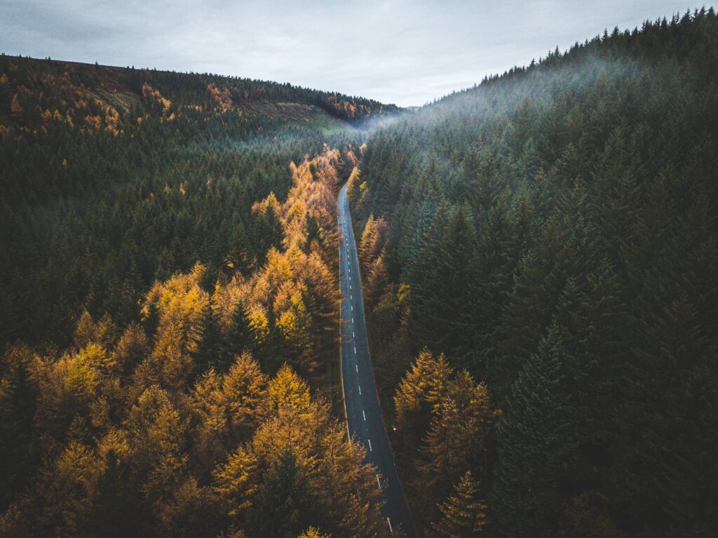 Winding road through dense evergreen and golden autumn forest under misty sky nature wallpaper