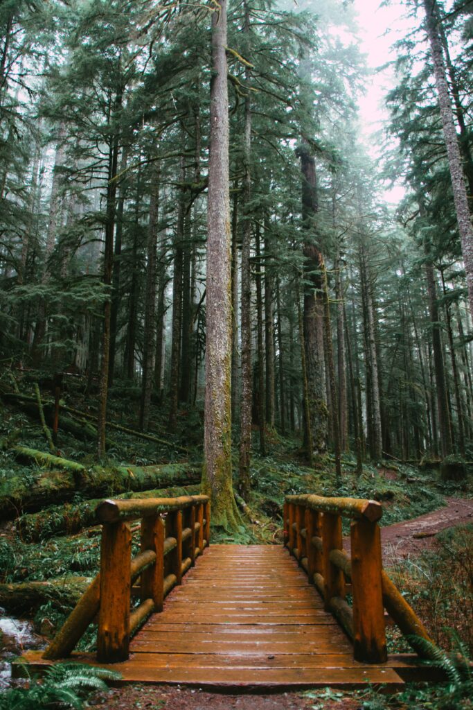Rustic wooden bridge in misty dense forest with tall trees and green foliage nature wallpaper